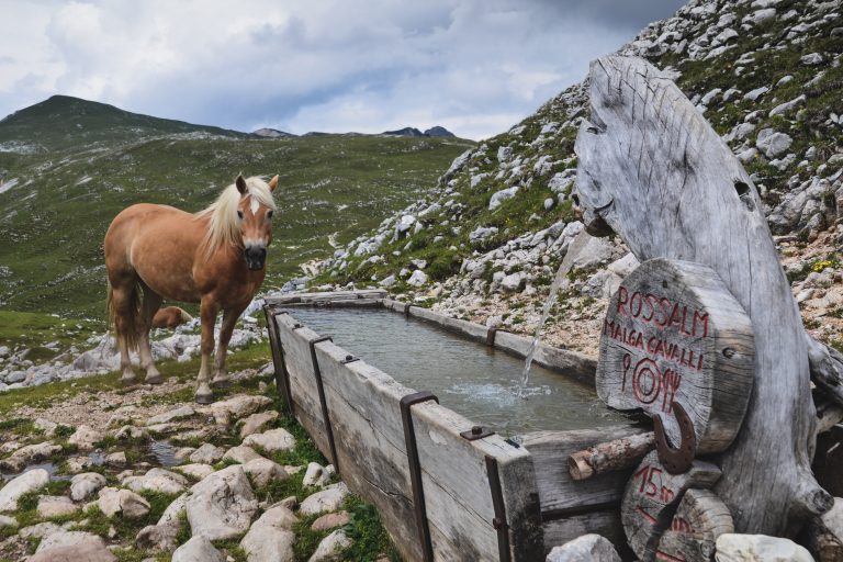 Rossalm Pragser Wildsee Pferd