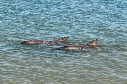 Delphine in Monkey Mia Australien