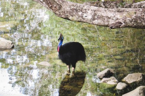 Wilder Kasuar im Daintree Regenwald Australien