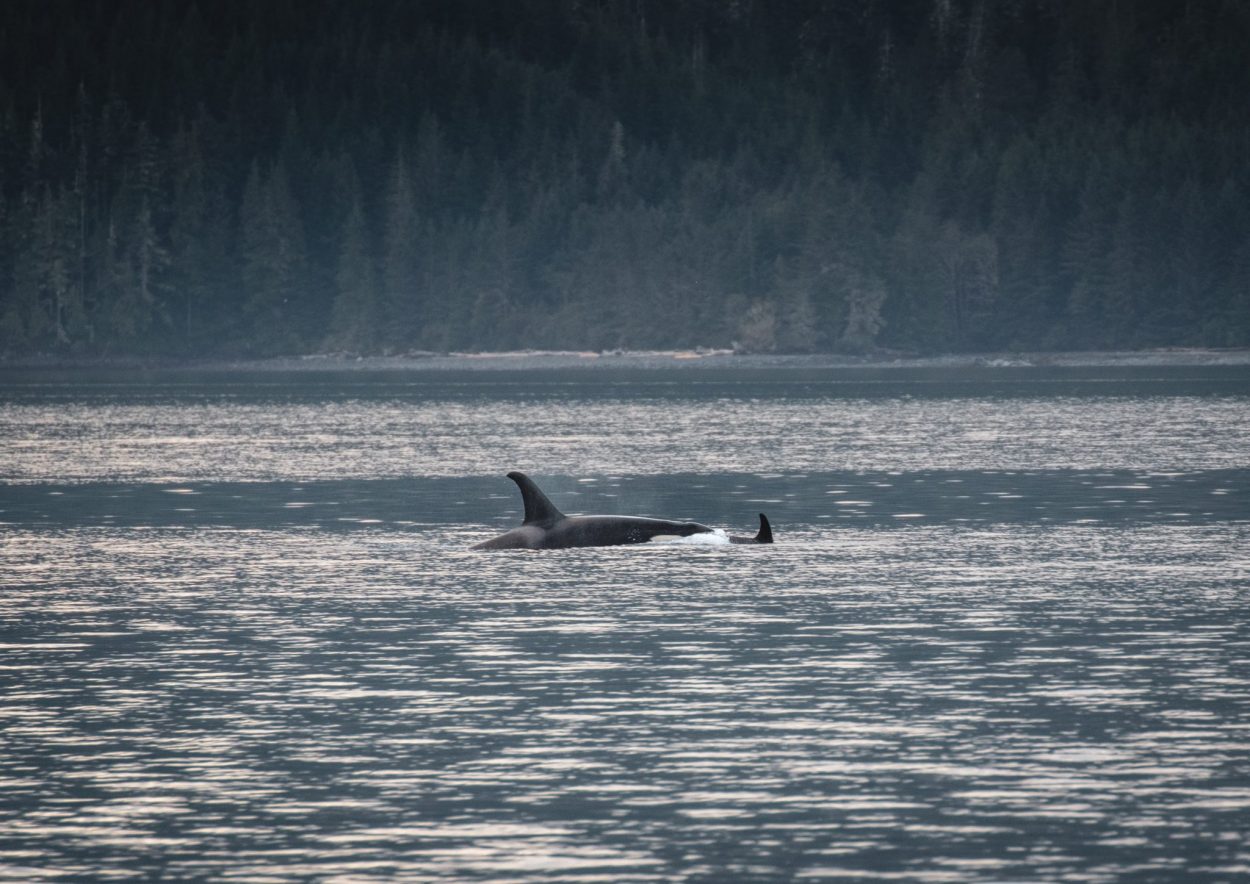 Orcas Vancouver Island