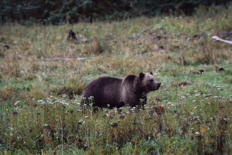 Grizzly Knight Inlet