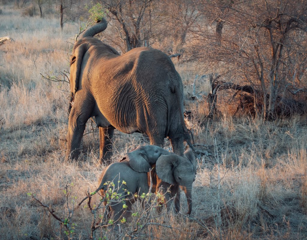 Baby Elefanten Krüger Nationalpark Südafrika