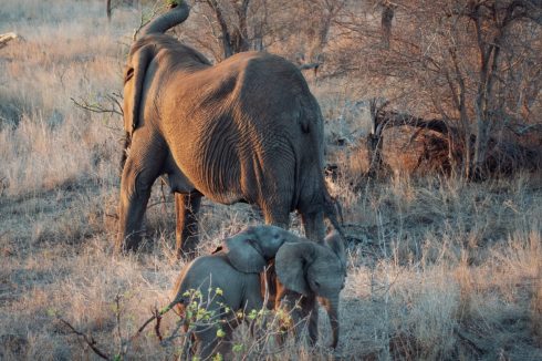 Baby Elefanten Krüger Nationalpark Südafrika