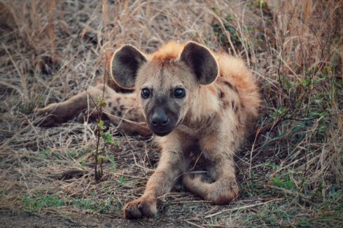 Baby Hyäne Krüger Nationalpark Südafrika