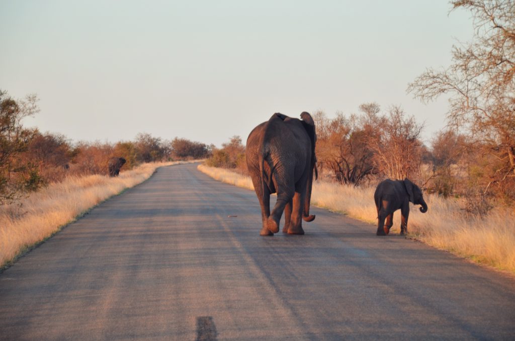 Elefanten Krüger NP Südafrika Safari