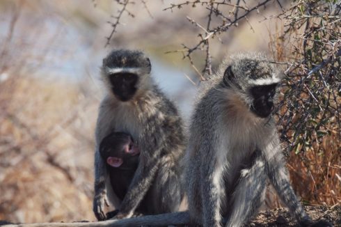 Grünmeerkatzen Baby Krüger Nationalpark