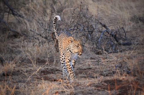 Leopard Balule Nature Reserve Südafrika
