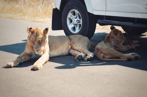 Löwen Krüger Nationalpark Südafrika
