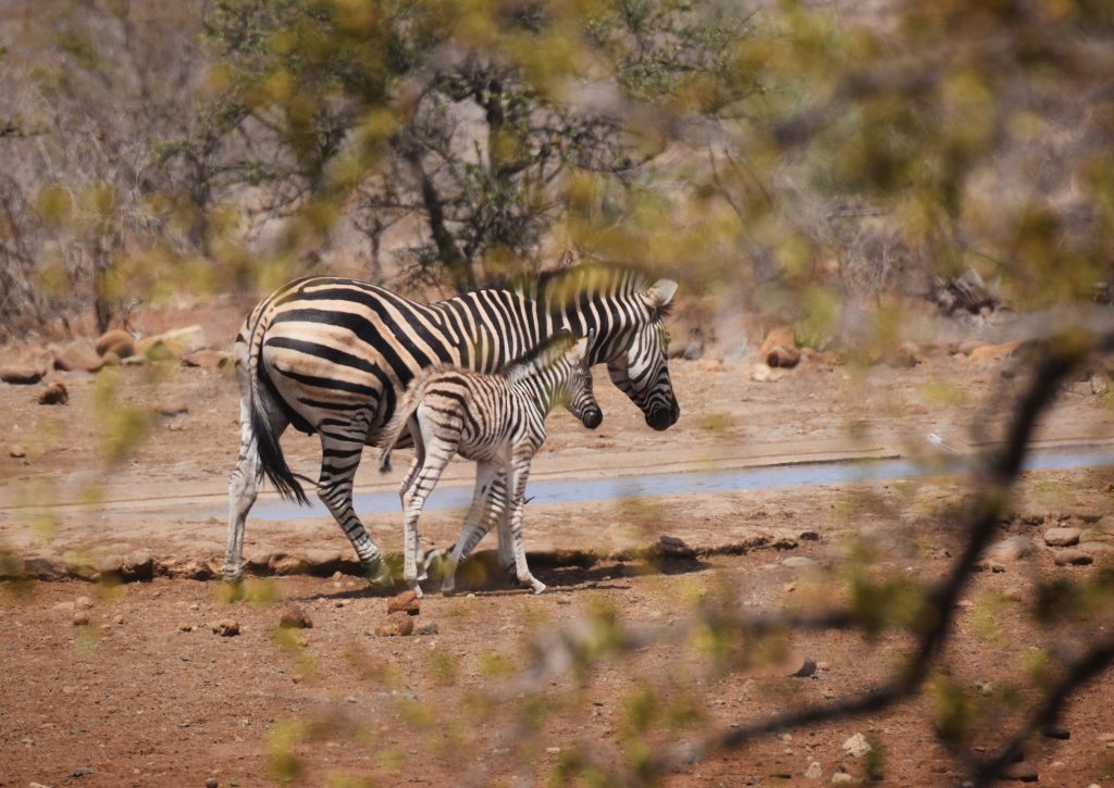 Zebra Safari Krüger Nationalpark Südafrika
