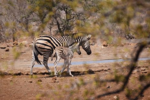 Zebra Safari Krüger Nationalpark Südafrika