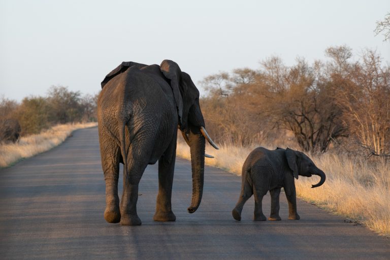 Elefantenkuh und Baby im Krüger Nationalpark