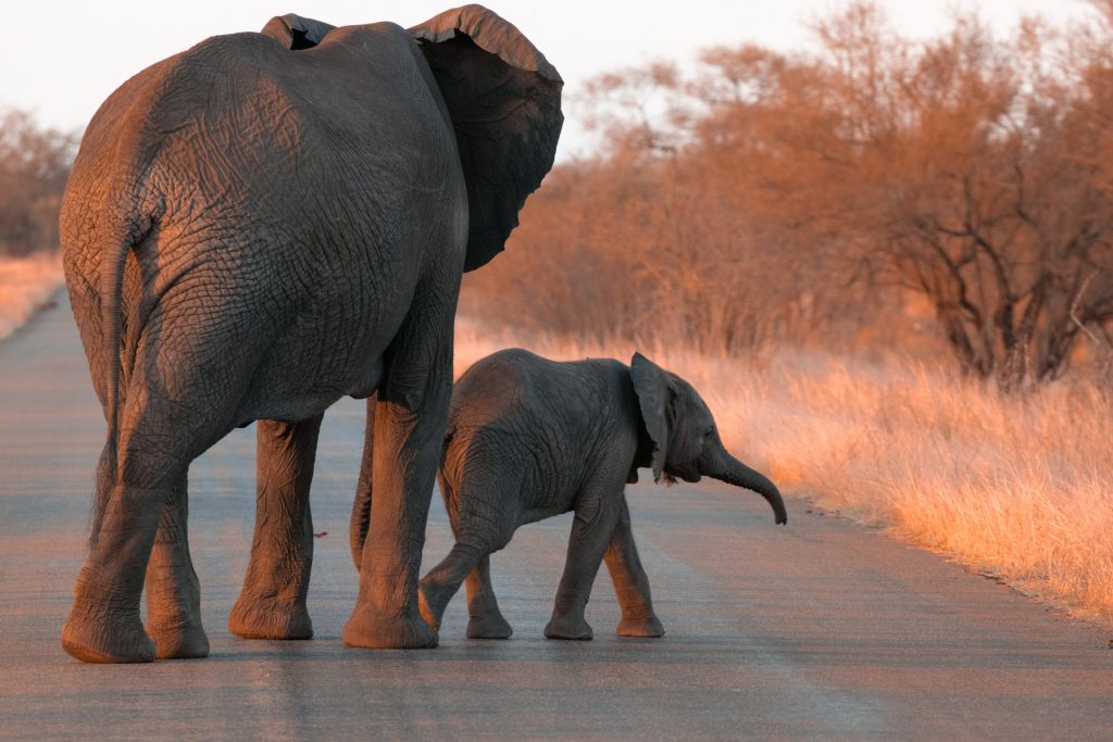 Sunset Drive Satara Rest Camp Krüger Elefanten Baby_