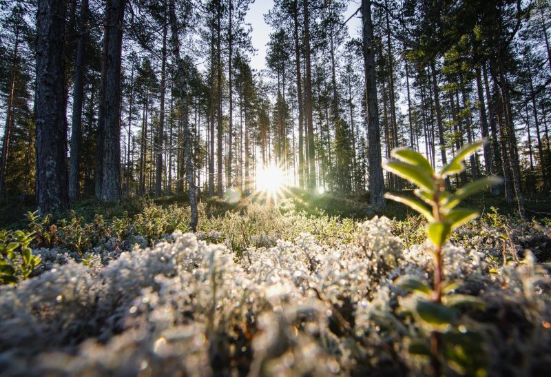 Hamra Nationalpark Skandinavien Schweden Sonnenaufgang