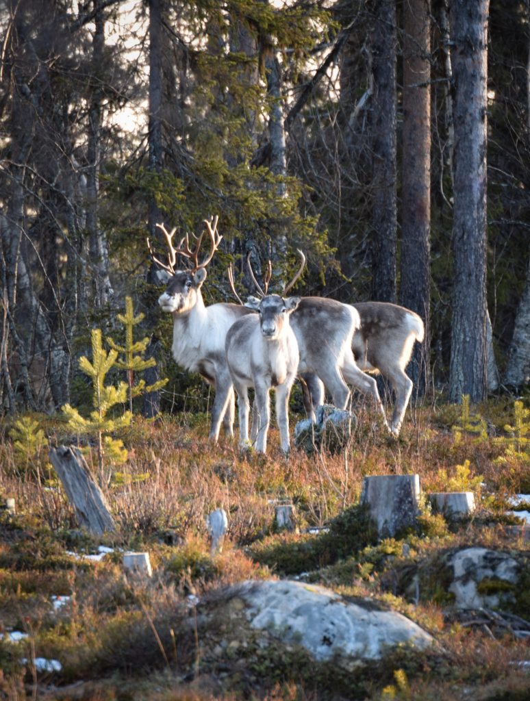 Rentiere in schwedisch Lappland
