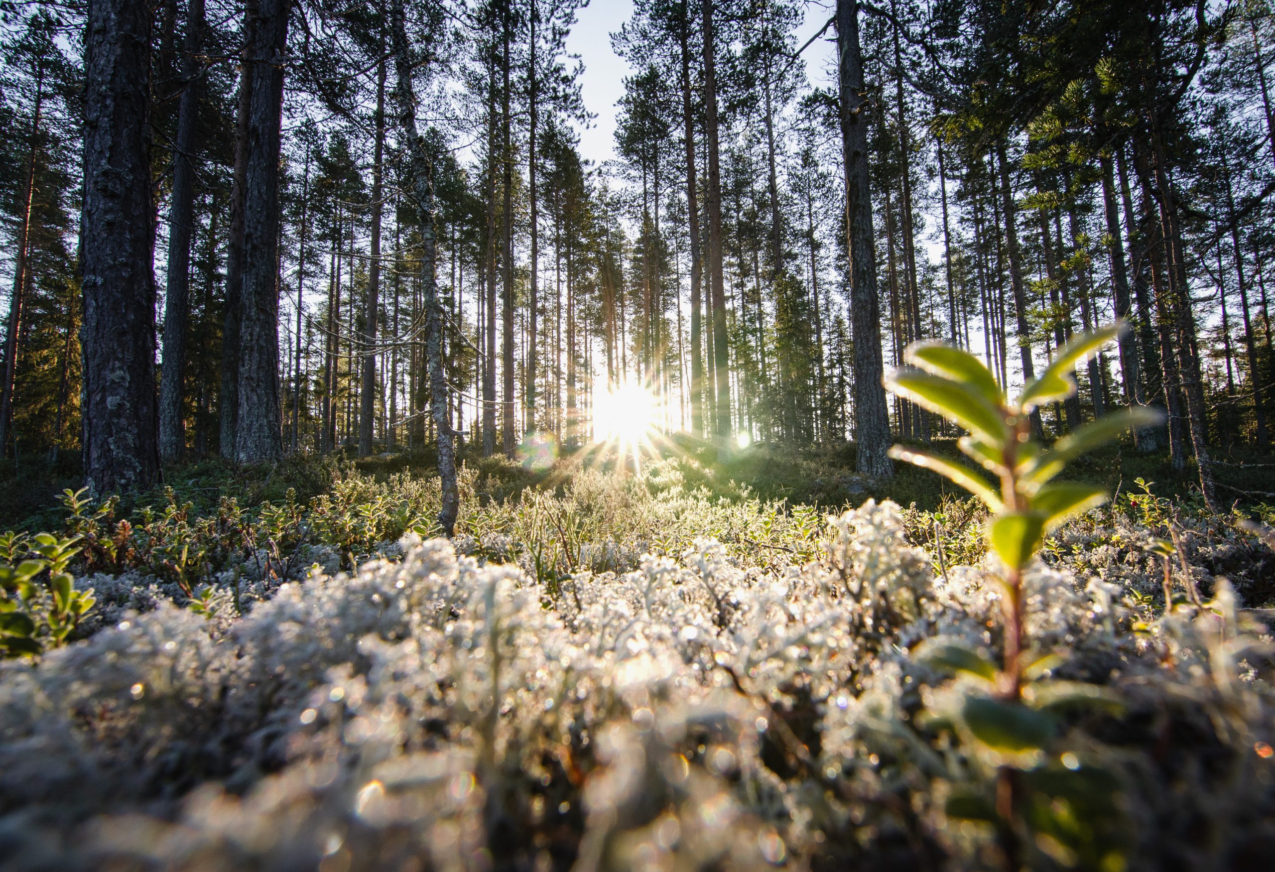 Schweden Rundreise Camper Tipp Hamra Nationalpark