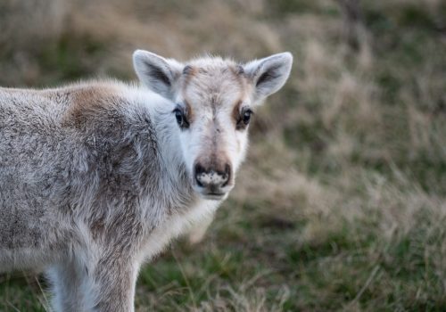Einmalige Tierbegegnungen auf deiner Norwegen Rundreise - Rentierebaby im Jotunheimen Nationalpark