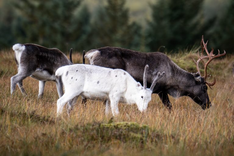 Rentier in schwedisch Lappland entdecken