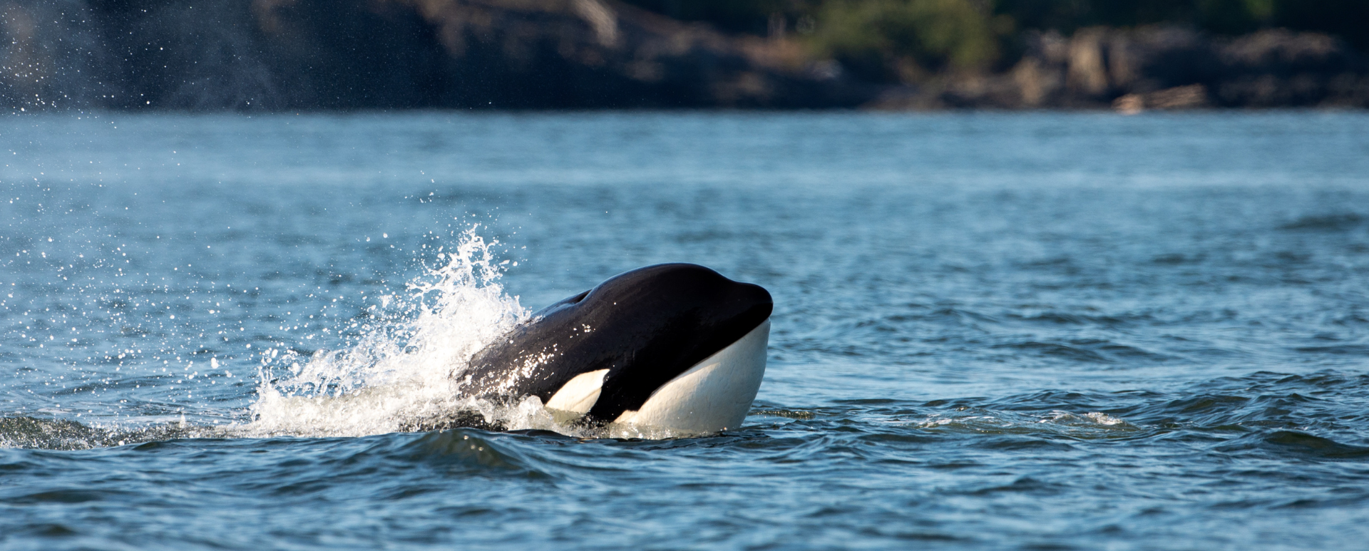 Schwertwal (Orca) vor der Küste von Vancouver Island