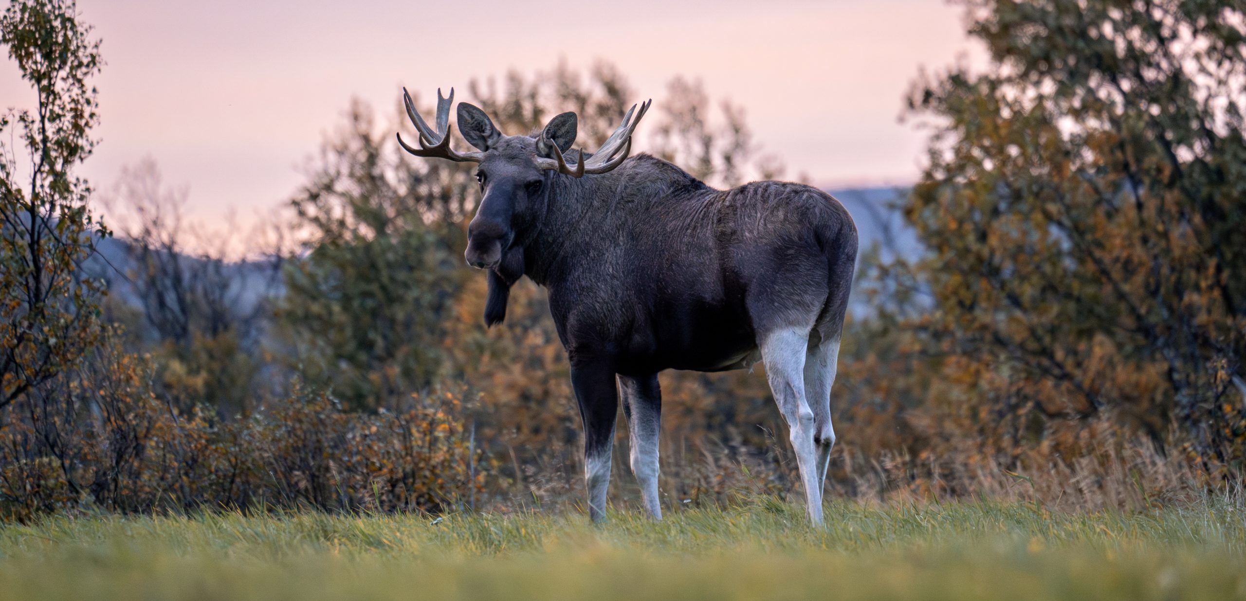 Wildlife Sichtungen in Schweden Elch