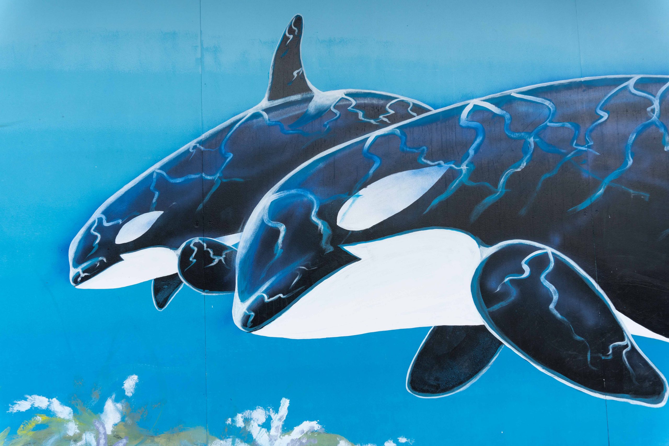 Wandbild Orcas Vancouver Island