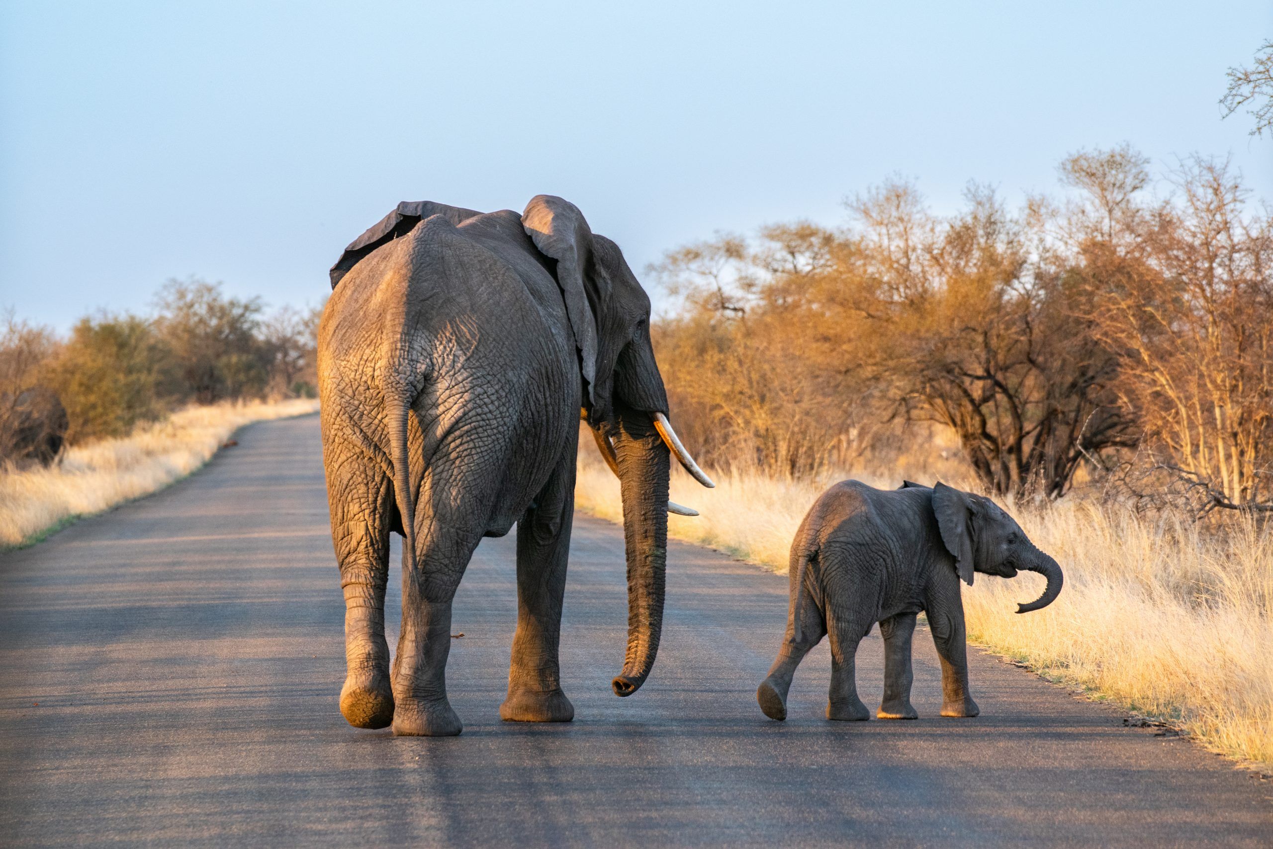 Südafrika Reise planen Header