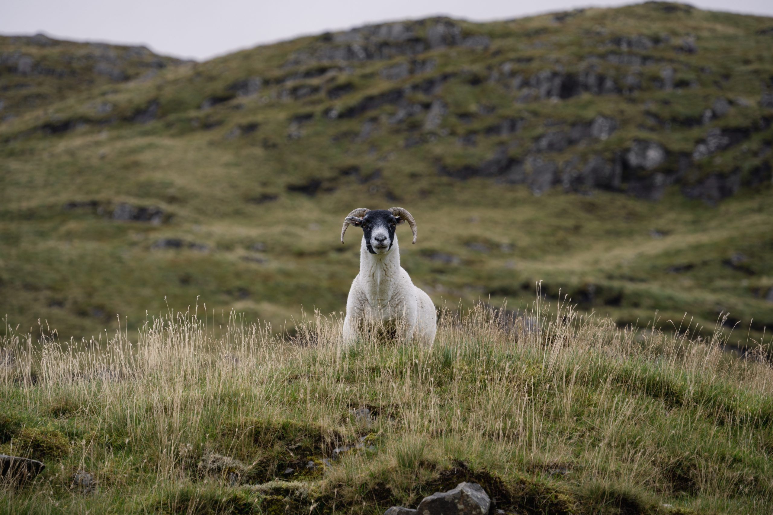 Wanderung zum Cruachan Reservoir 