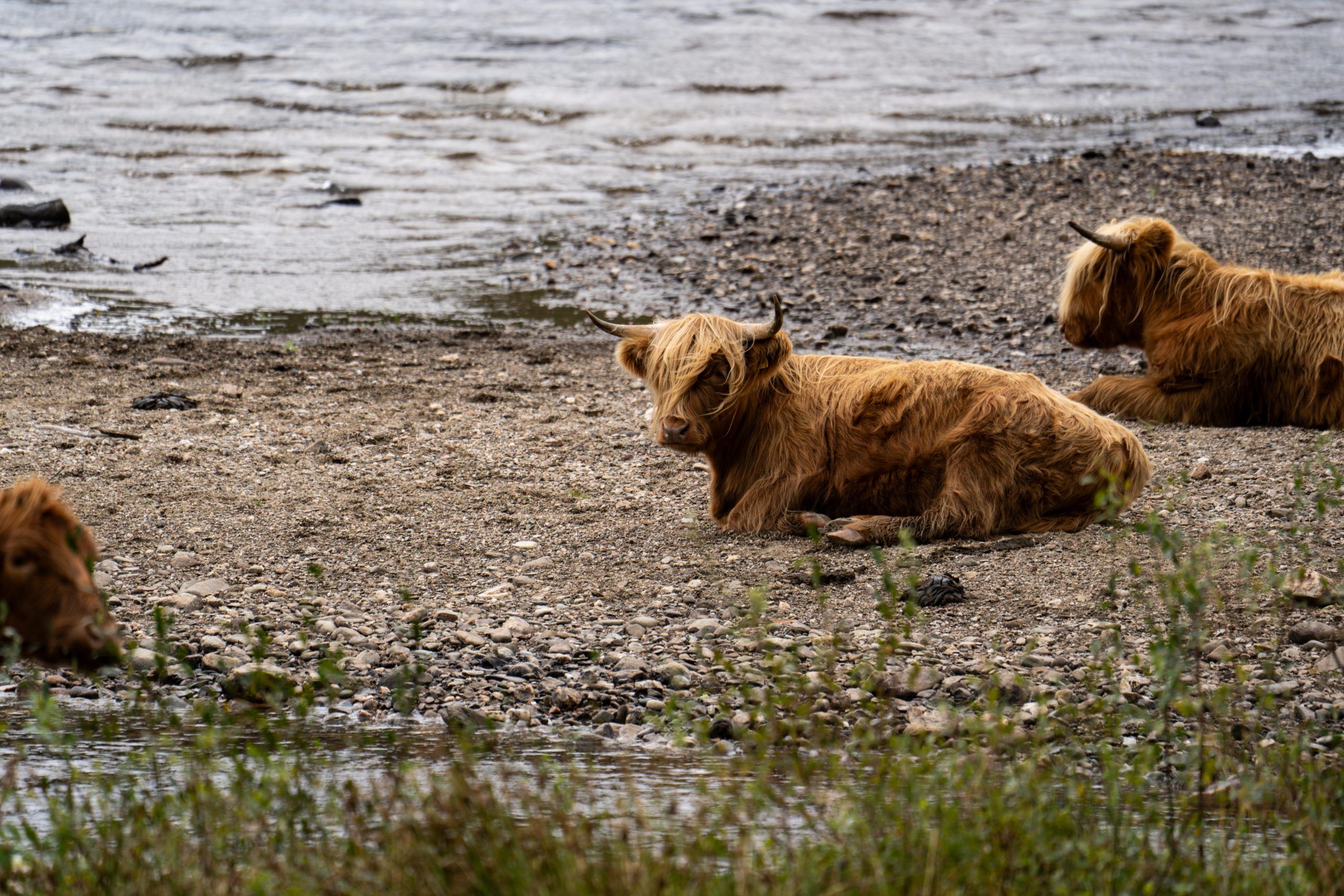 Highland Cows am Loch Arklet