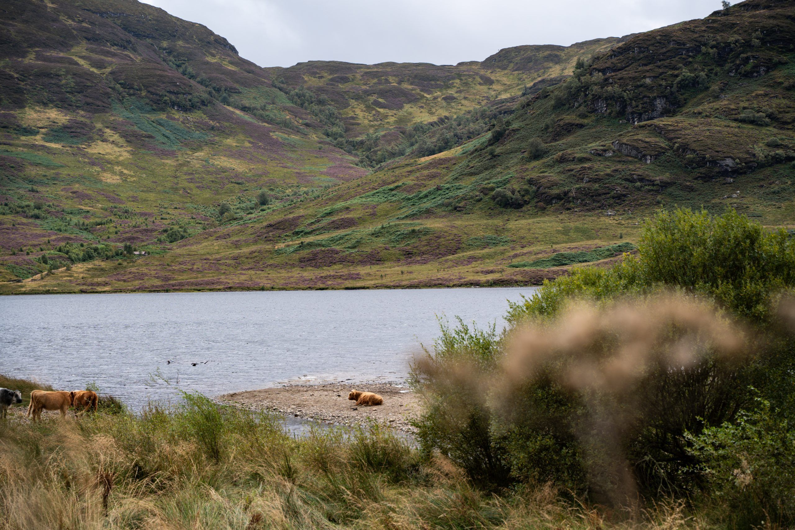 Highland Cows am Loch Arklet