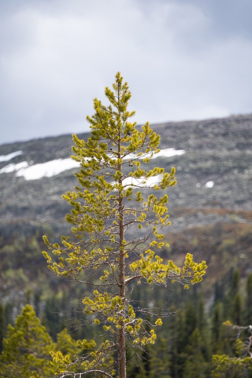 Fulufjälelts Nationalpark Schweden