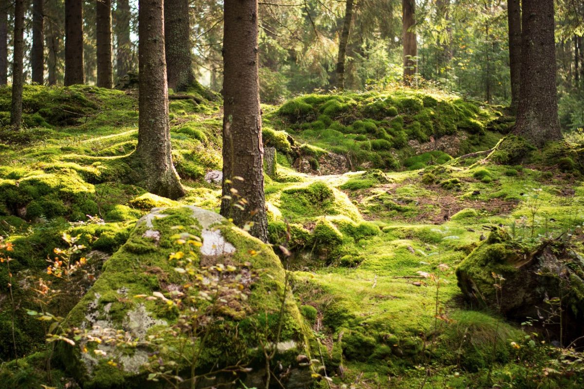 Store Mosse Nationalpark Südschweden