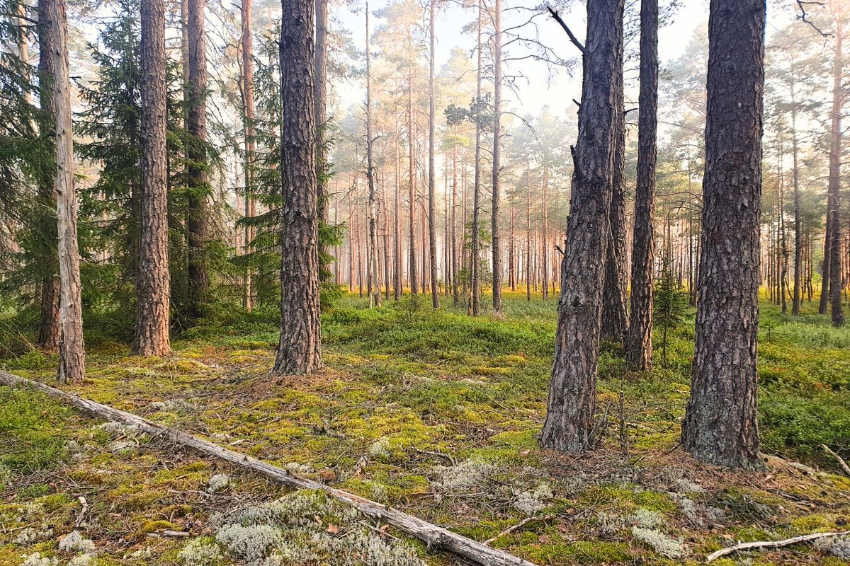 Store Mosse Nationalpark Südschweden