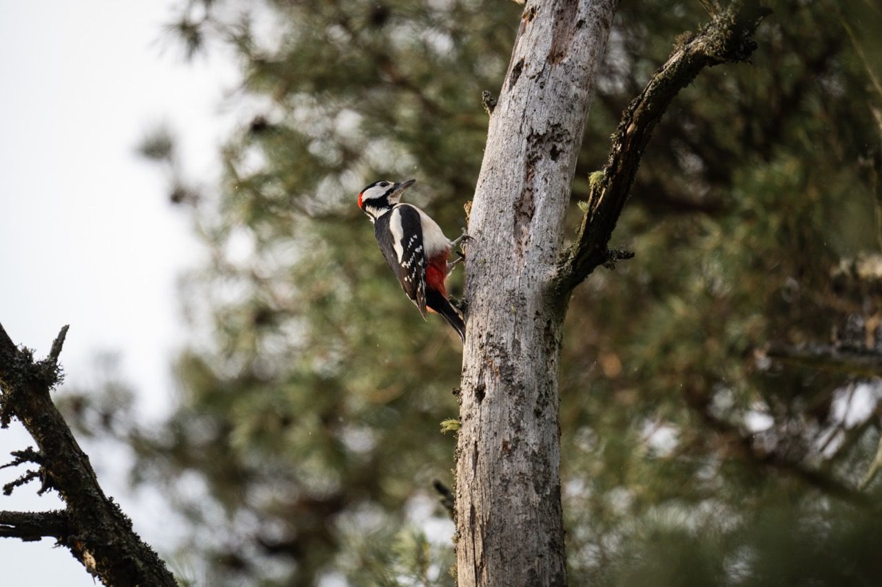 Wanderung Tresticklands Nationalpark Südschweden 2