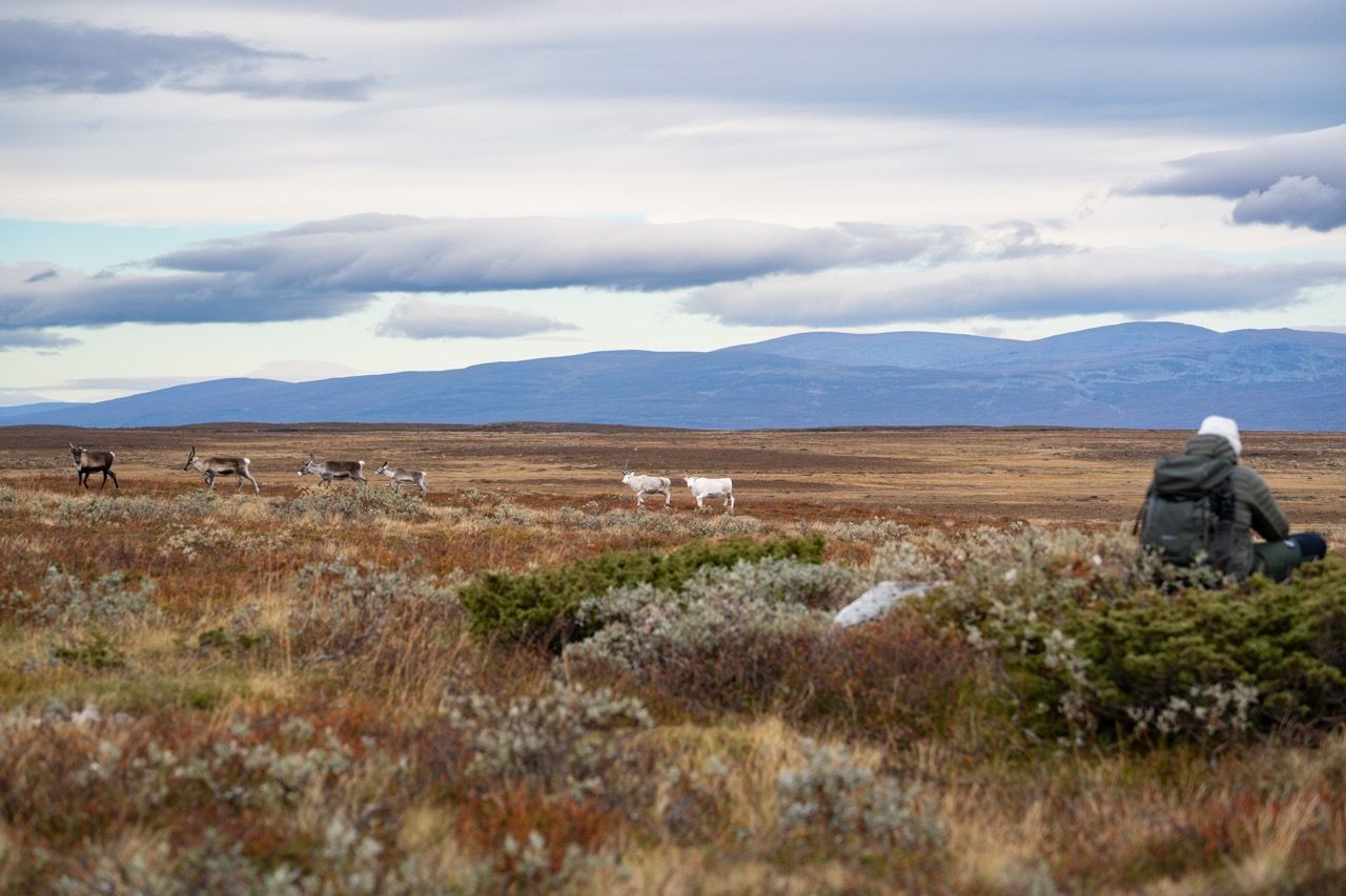 Flatruet Highlights Schweden Rundreise Rentiere Wanderung1