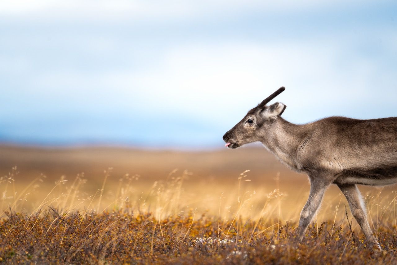 Flatruet Highlights Schweden Rundreise Rentiere Wanderung2
