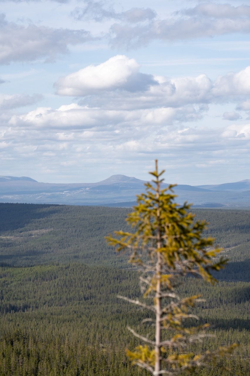 Wanderung im Fulufjällets Nationalpark Schweden Rundreise Route 5