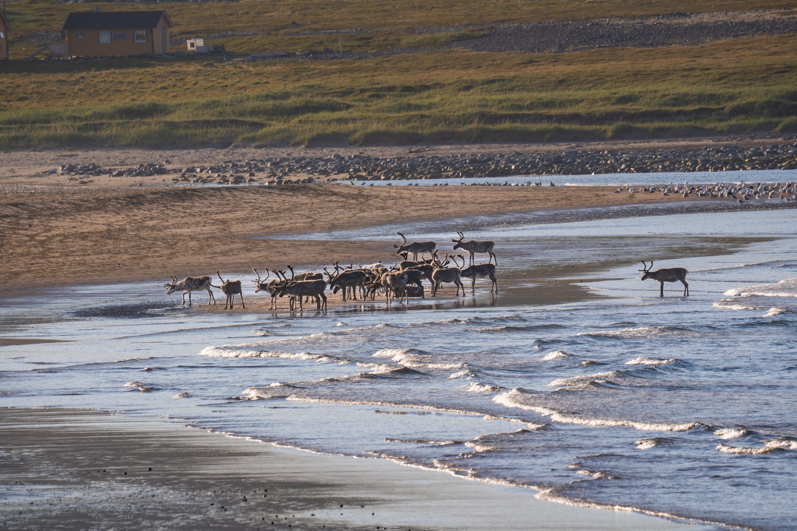 Sandfjordneset Rentiere am Strand Norwegen