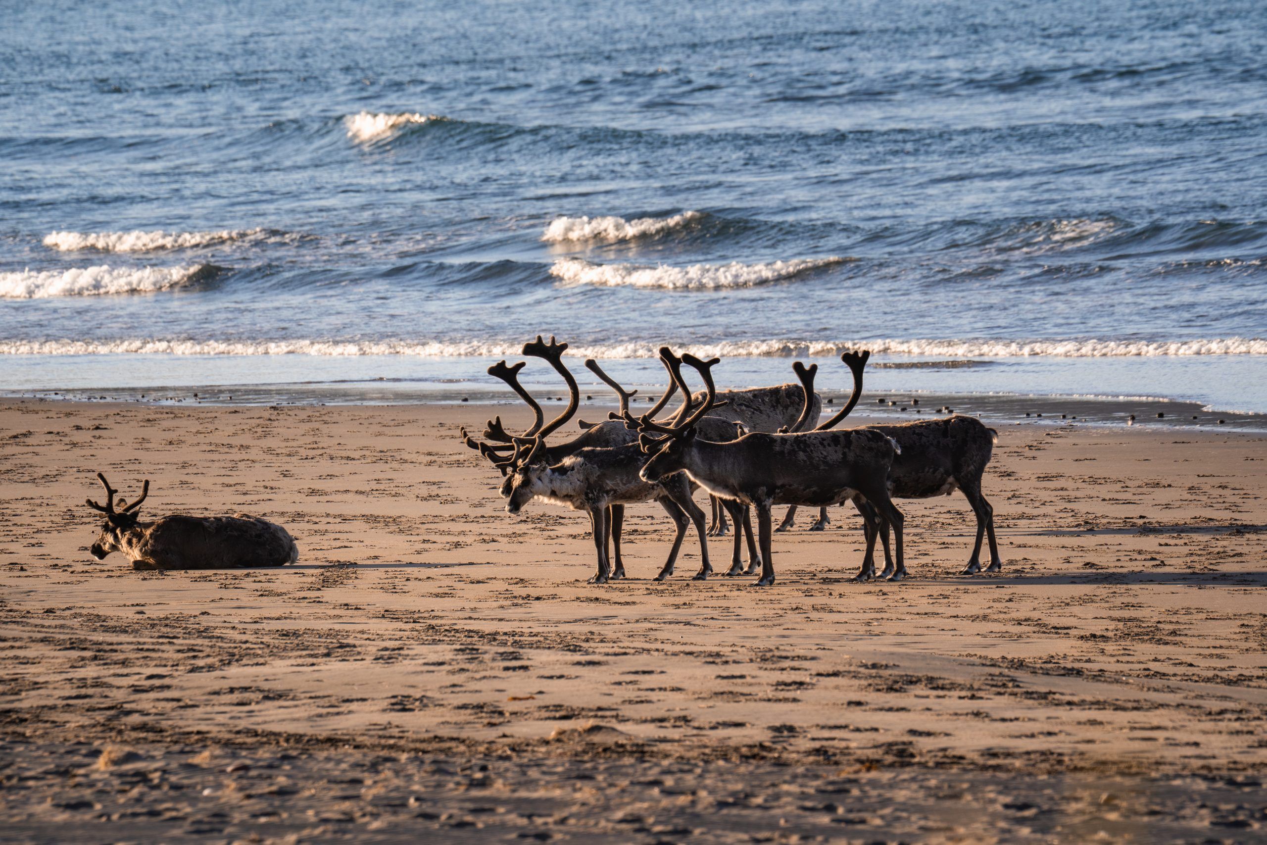 Sandfjordneset Rentiere am Strand Norwegen