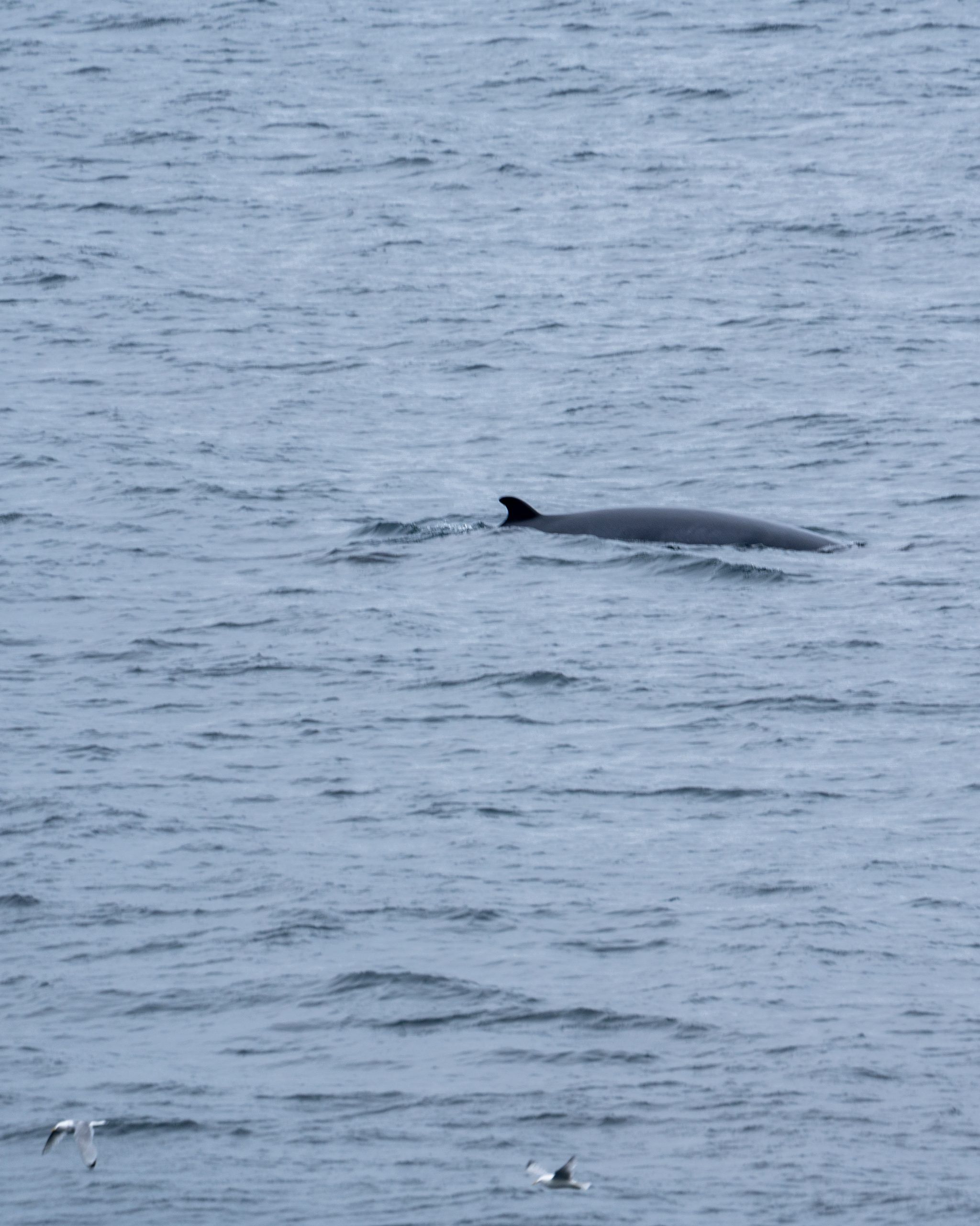 Walsichtung Varanger Norwegen