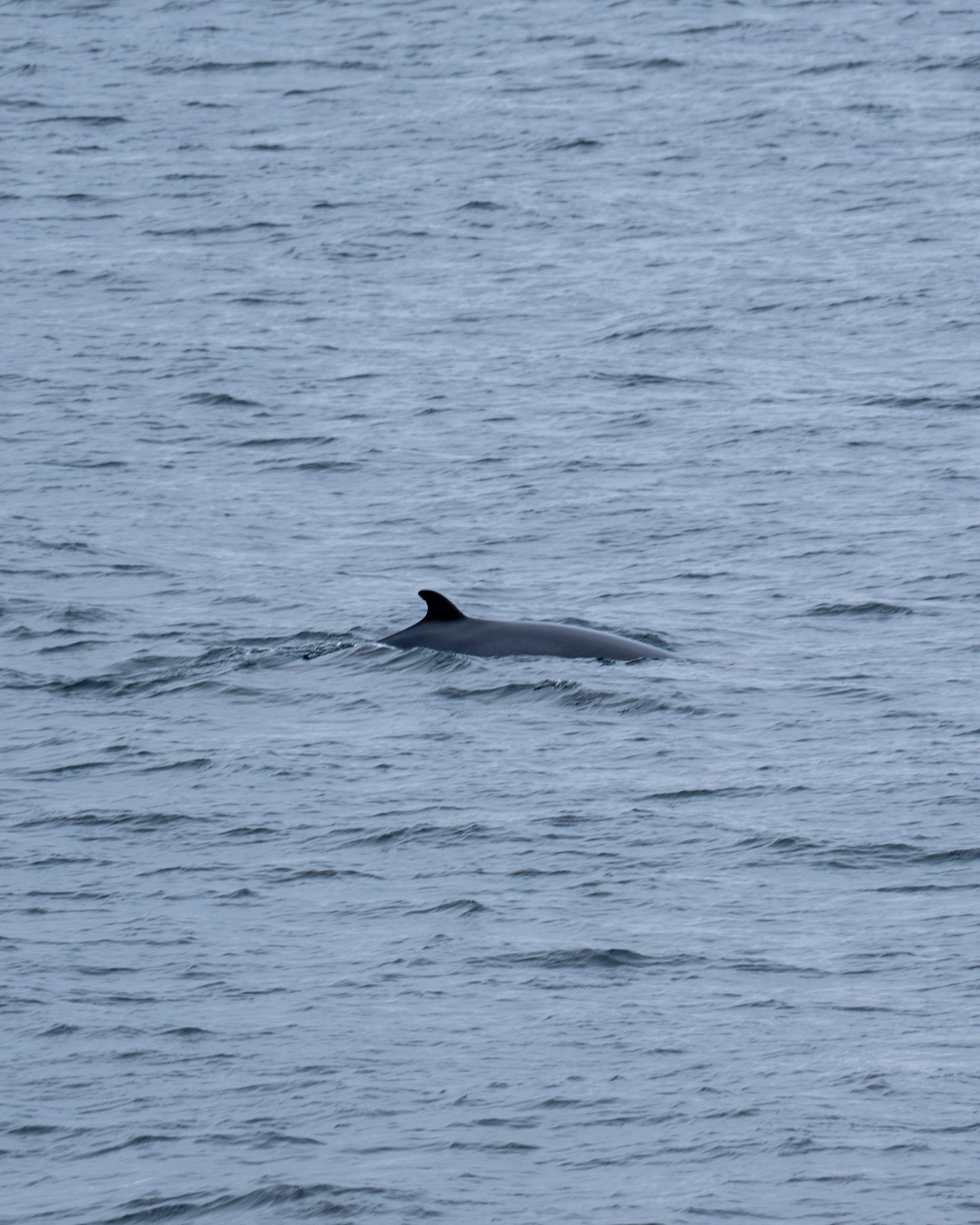 Walsichtung Varanger Norwegen