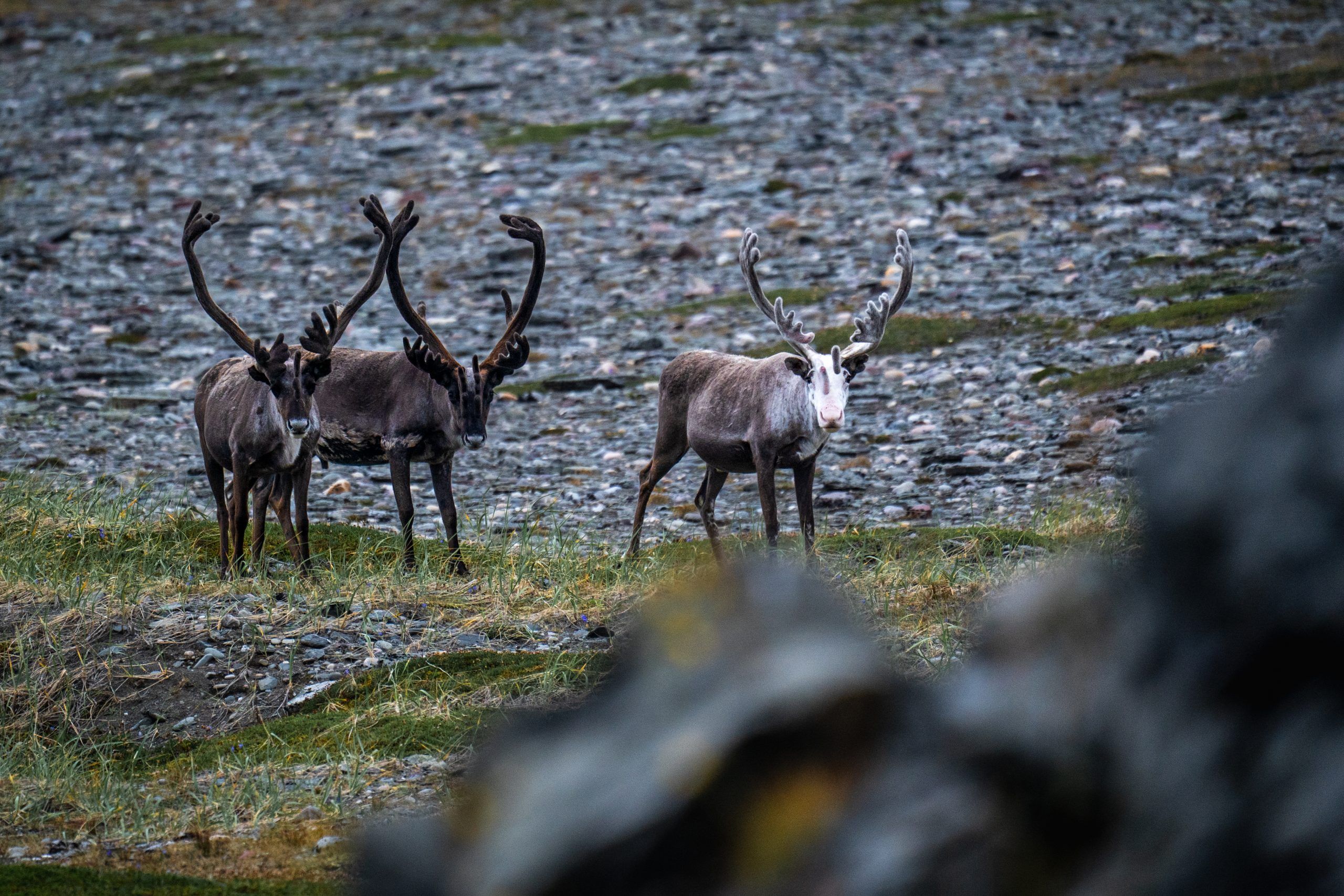 Kjølnes Fyr Leuchtturm Varanger Halbinsel Rundreise Rute Nord Norwegen