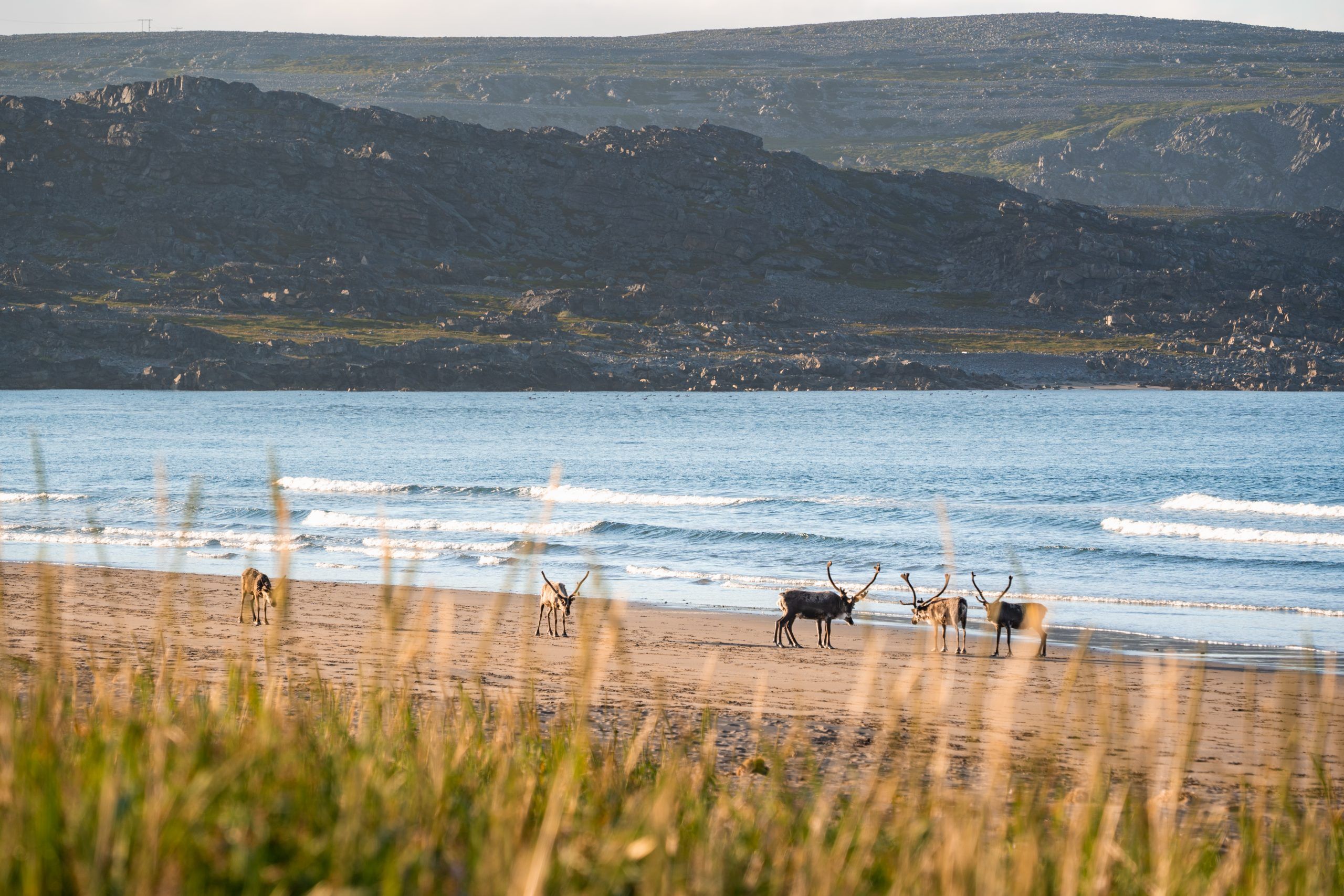 Sandfjordneset Rentiere am Strand Norwegen