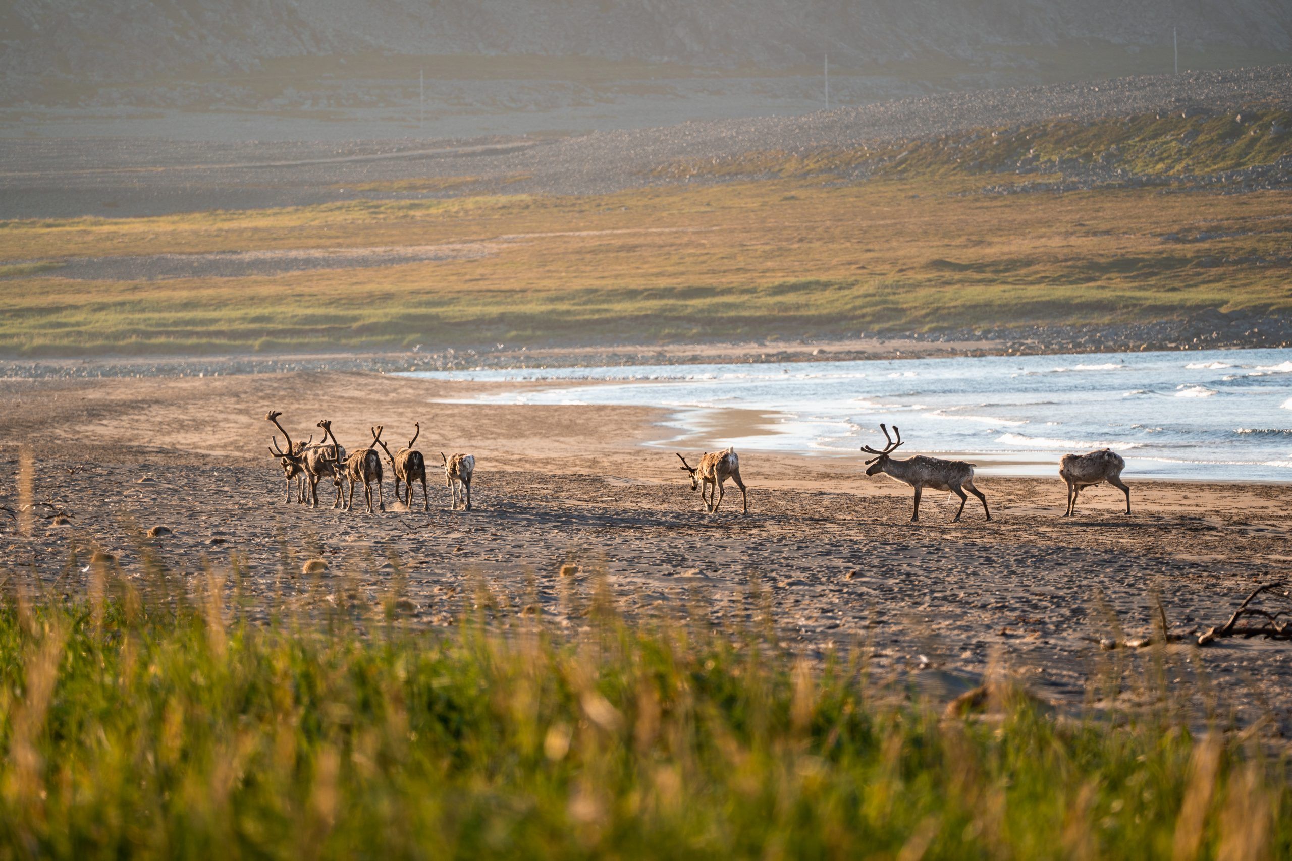 Sandfjordneset Rentiere am Strand Norwegen