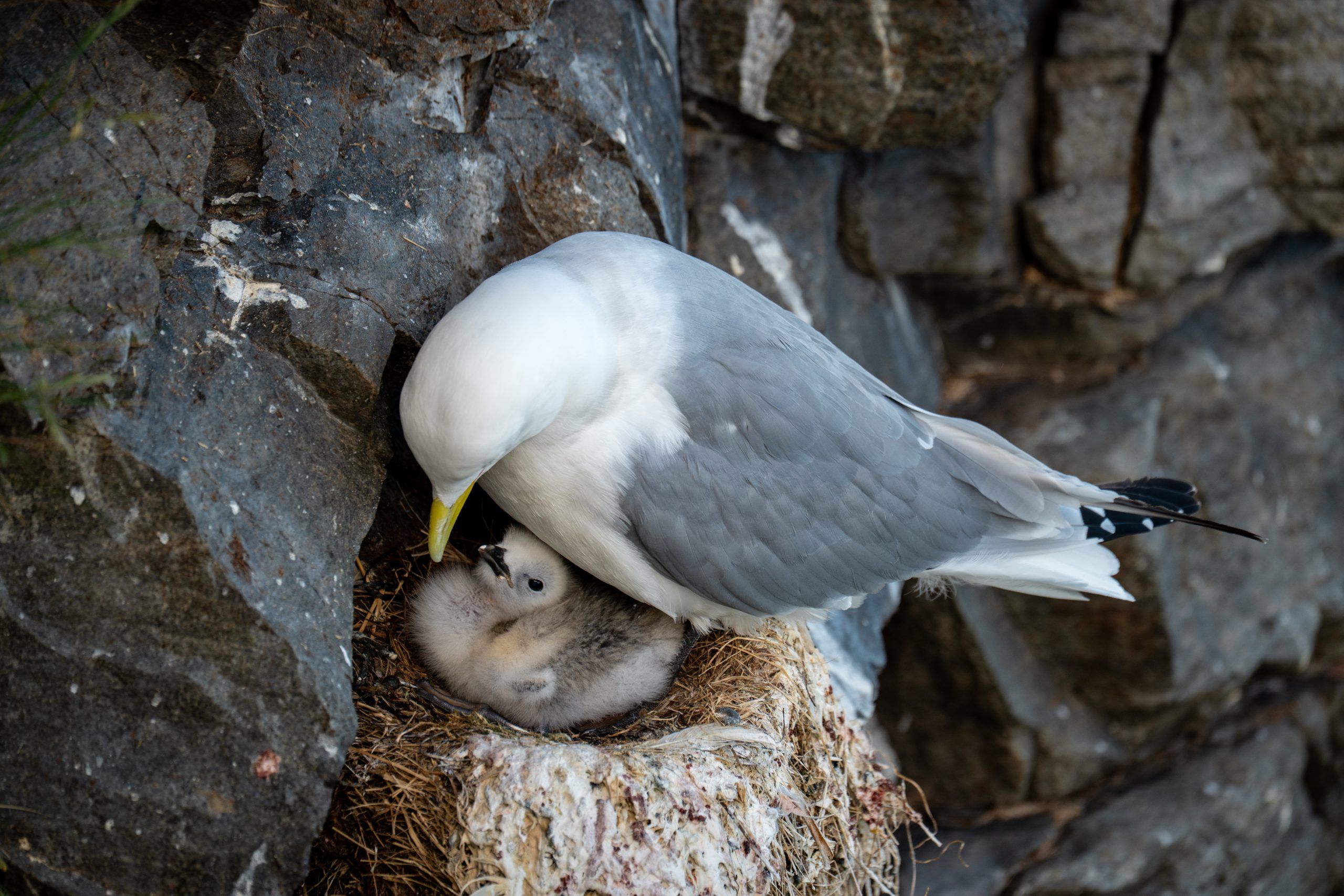 Ekkeroy Vogelfelsen Varanger Nord Norwegen Rundreise Route2