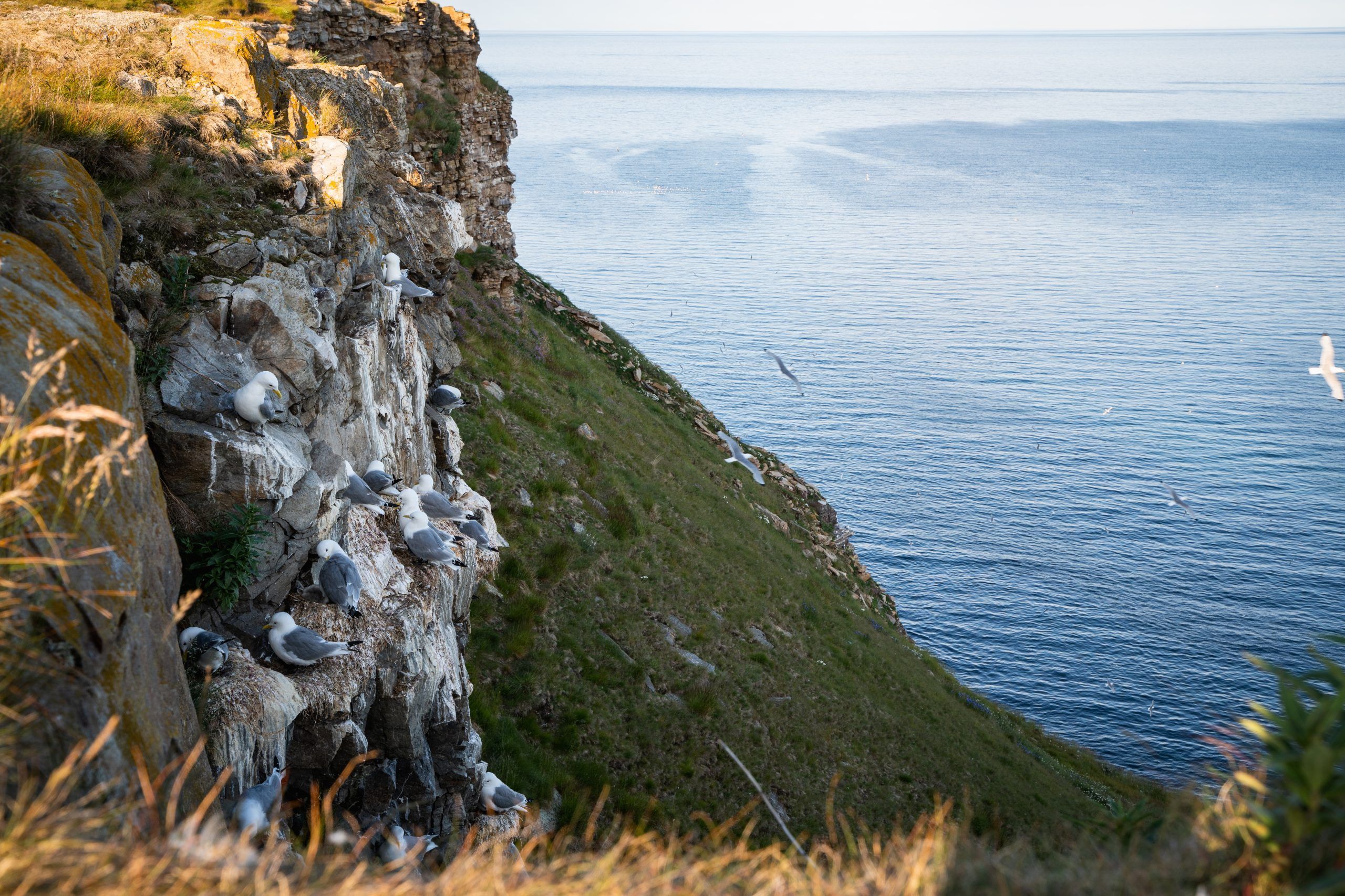 Ekkeroy Vogelfelsen Varanger Nord Norwegen Rundreise Route3