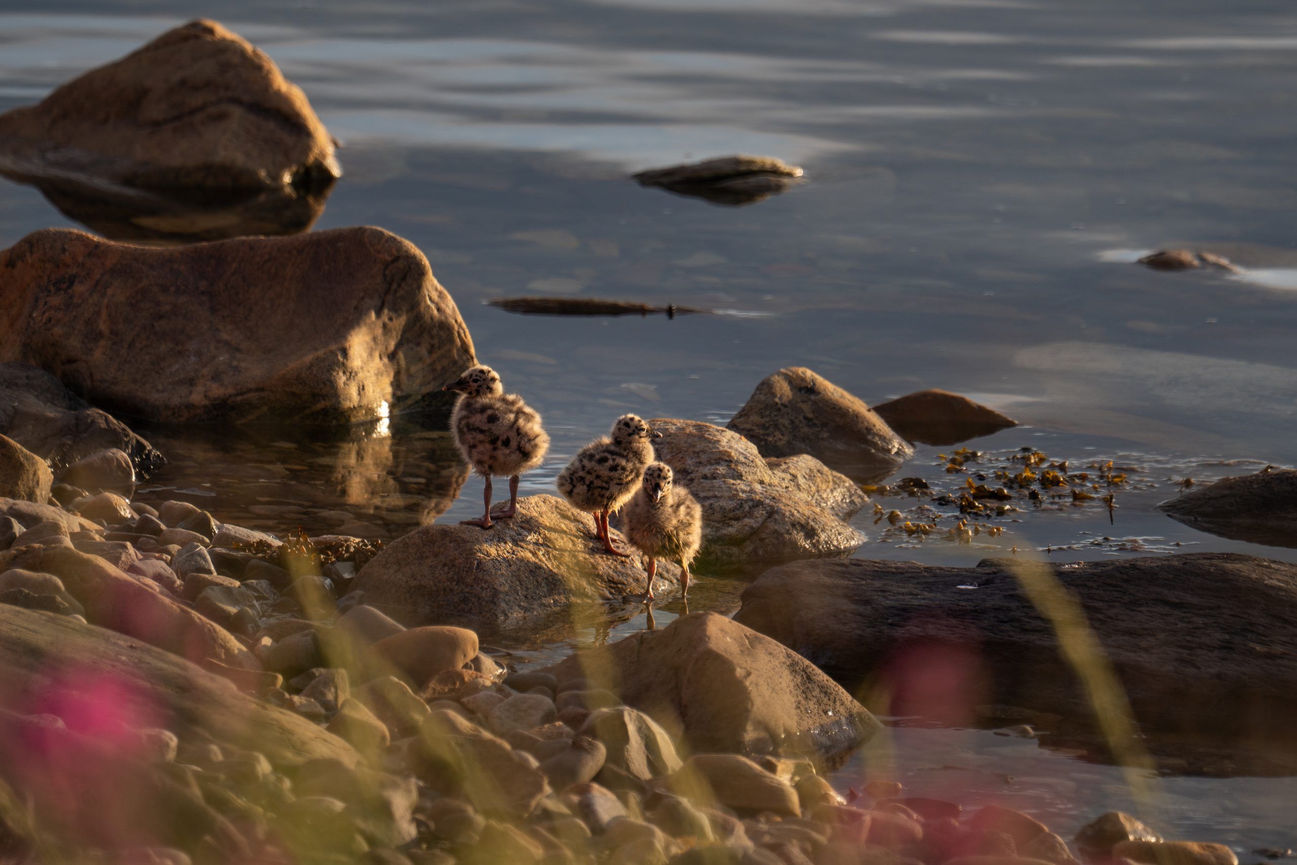 Ekkeroy Vogelfelsen Varanger Nord Norwegen Rundreise Route5