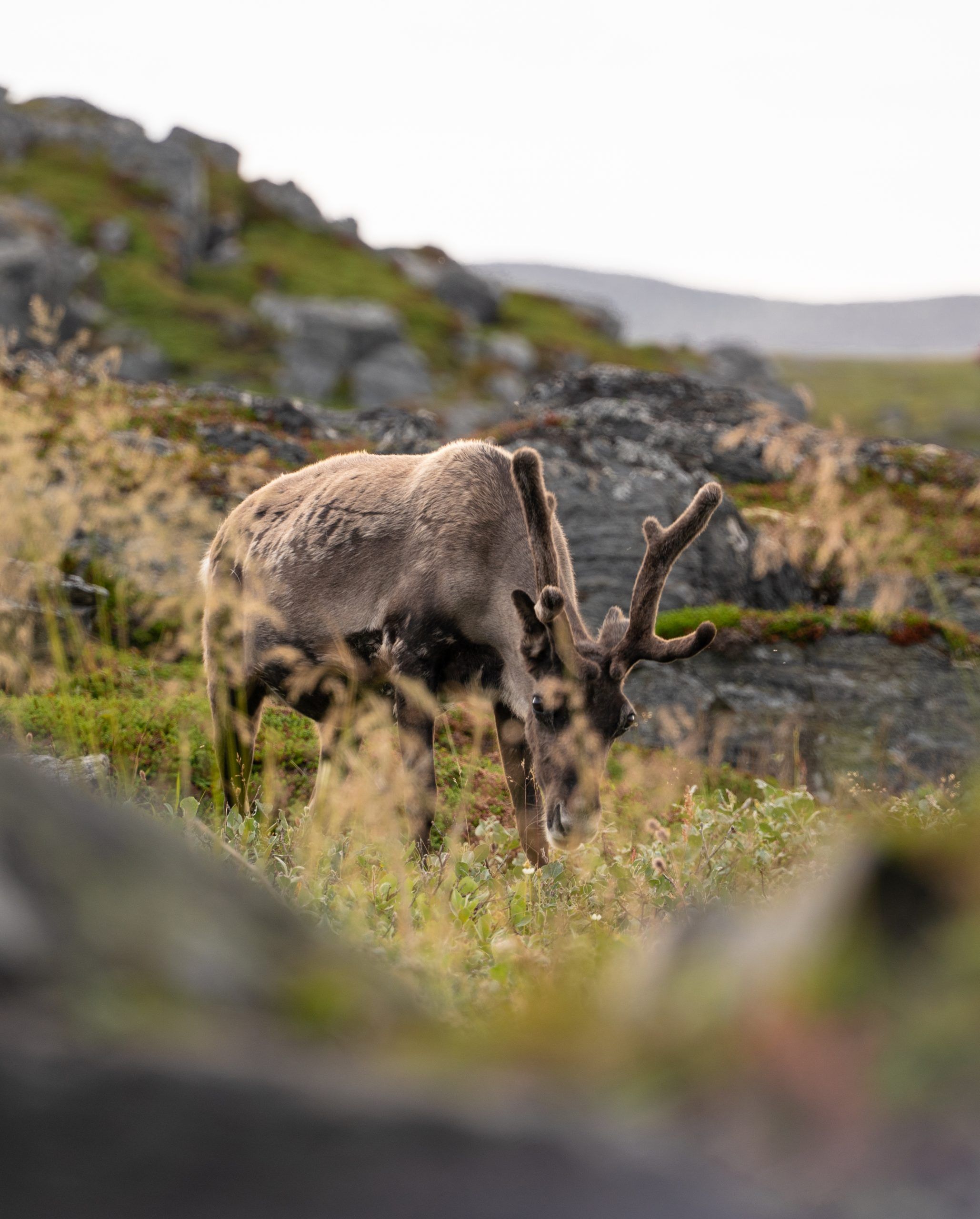 Slettnes Fyr und Naturreservat auf Nordkyn Norwegen Arktis Rundreise zwei Wochen Rentiere Nordkap