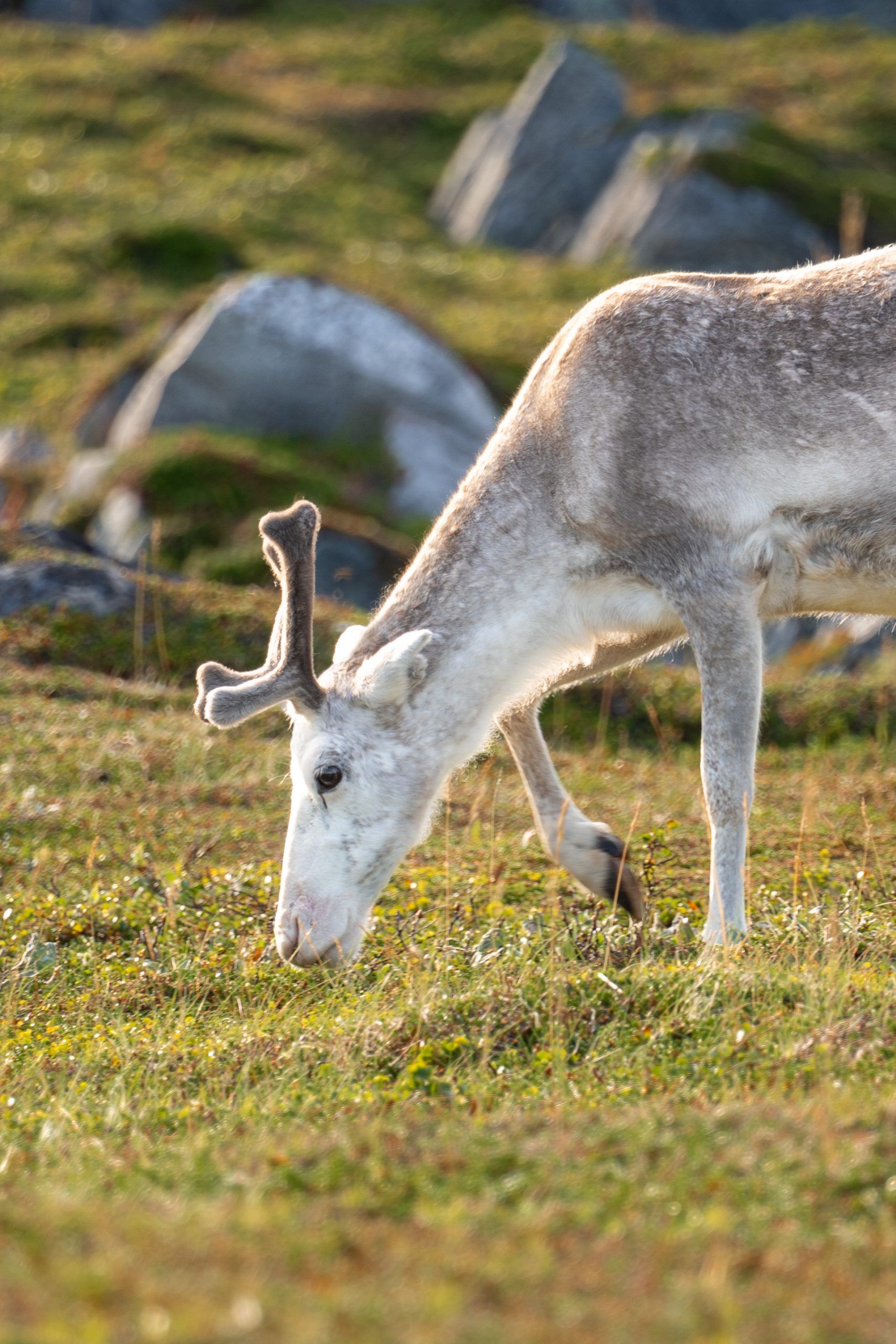 Slettnes Fyr und Naturreservat auf Nordkyn Norwegen Arktis Rundreise zwei Wochen Rentiere Nordkap