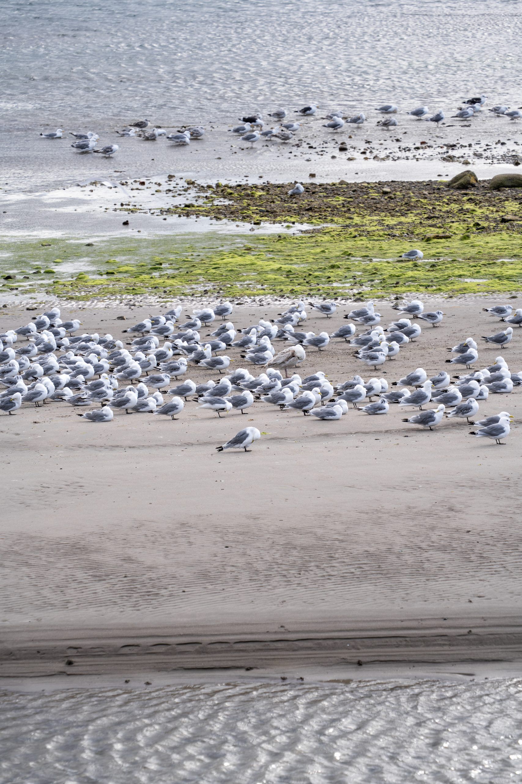 Möwen in Kiberg, Varanger