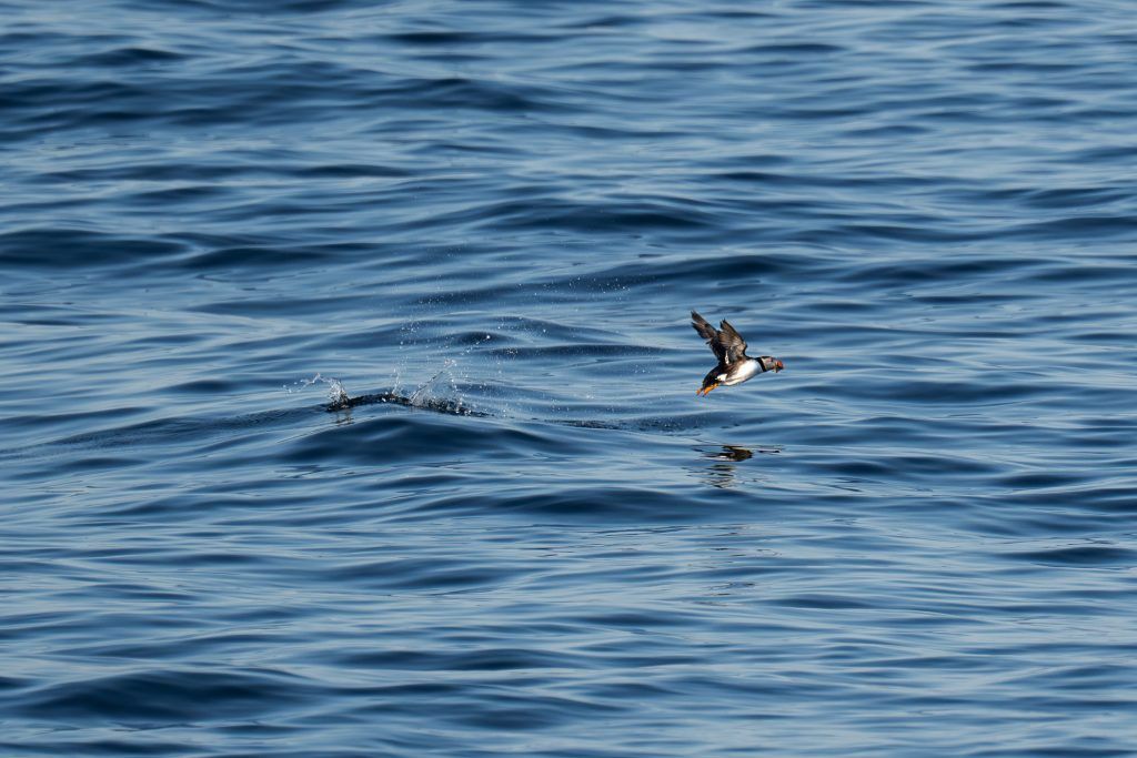 Puffins in Vardø Rundreise Route Nord Norwegen Eismeer