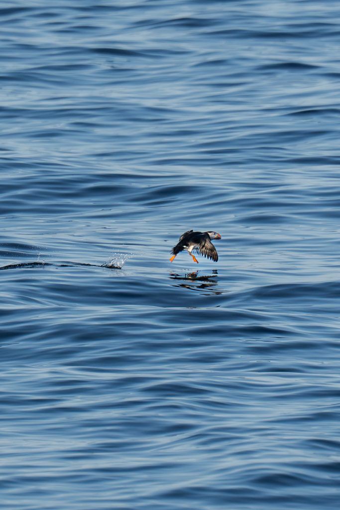 Puffins in Vardø Rundreise Route Nord Norwegen Eismeer